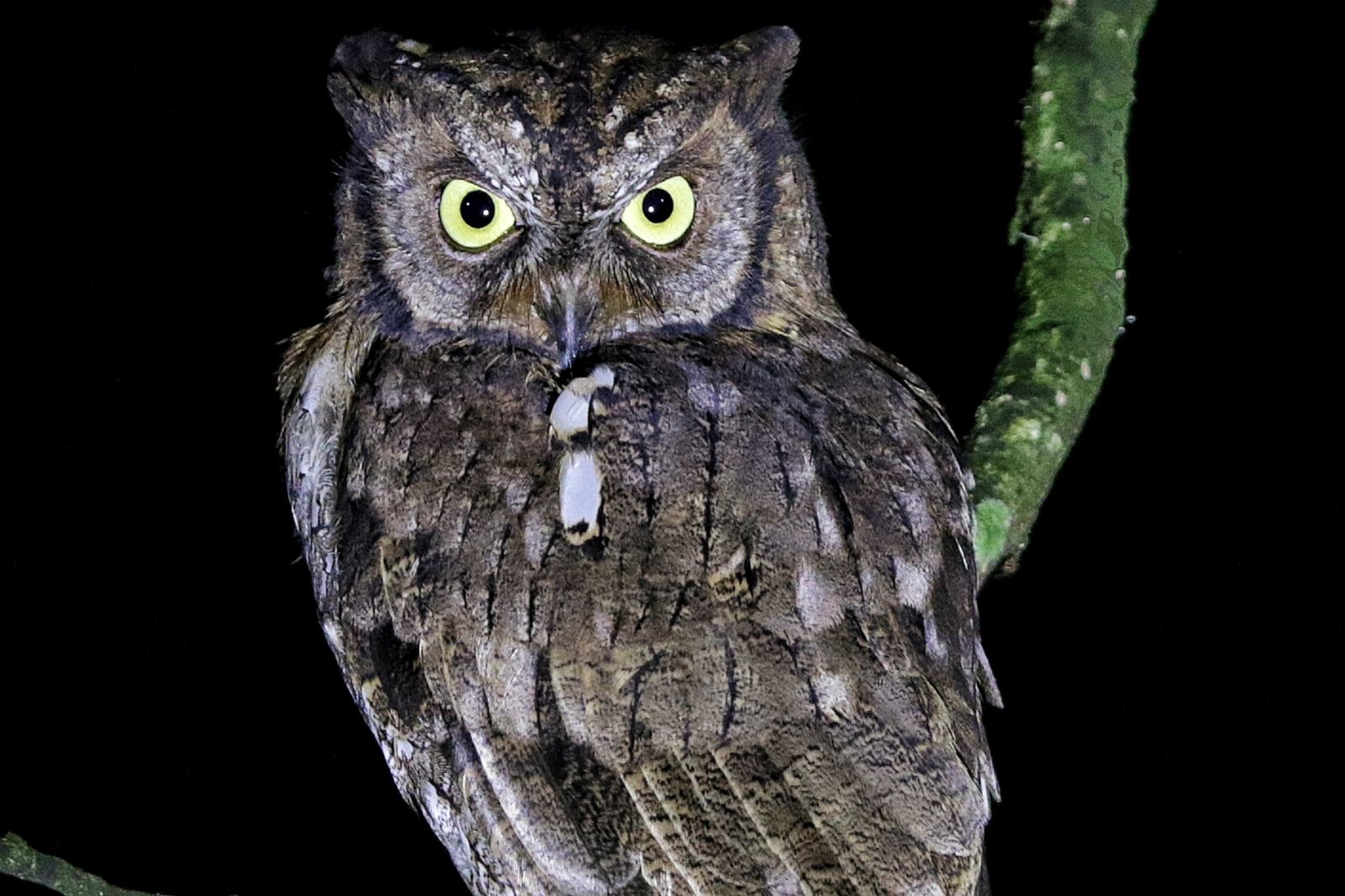 Ayo ke Lombok, Menikmati Sensasi 'Birdwatching' di Taman Wisata Alam Kerandangan