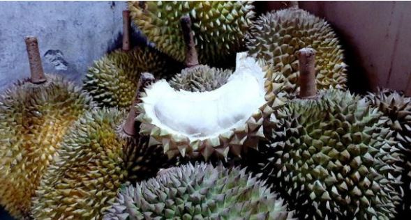 Hati-Hati! Begini Cara Mimilih Durian Loji Khas Karawang yang Nikmat
