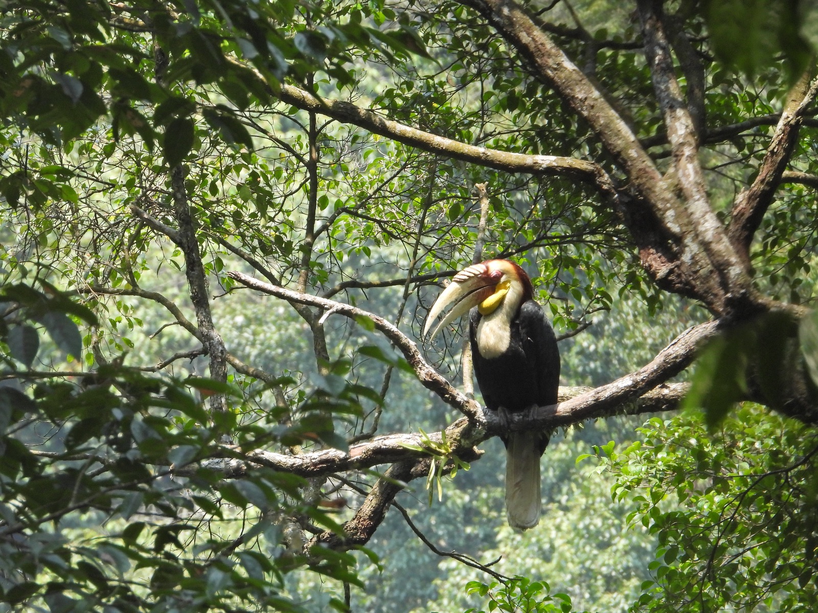 Tiga Jenis Burung Langka Ini Ditemukan di Sanggabuana Karawang