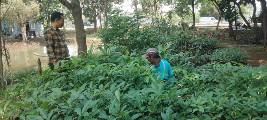 Hutan Kota Karawang Bertransformasi Jadi RTH KeHati: Berhasil Memproduksi Ribuan Bibit Tanaman Baru