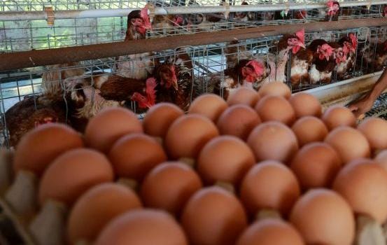 Harga Telur Ayam di Bekasi  Meroket, Tembus Angka Rp31.500