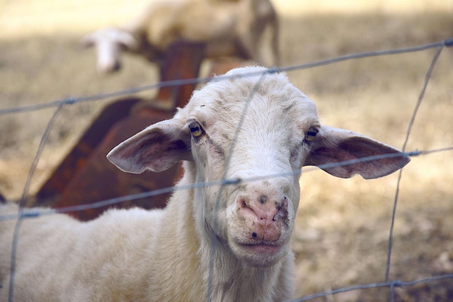 Jawaban Kenapa Setelah Makan Daging Kambing Terasa Pusing Kepala