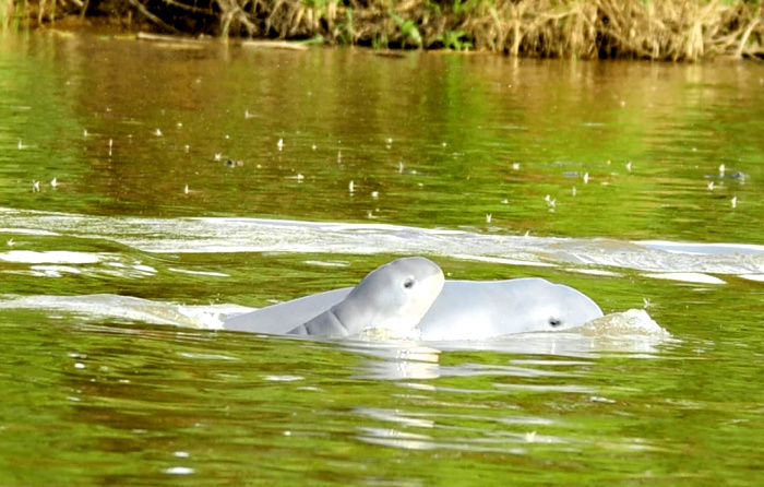 Populasi Pesut dan Sungai Mahakam Dalam Kondisi Darurat 