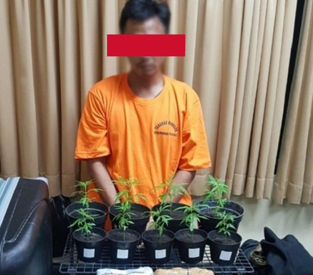 Tanam Ganja di Pot, Pemuda Asal Bandung Dirungkus Polisi