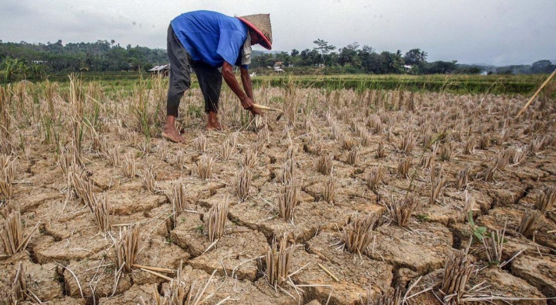 Pemerintah Perkuat Antisipasi Dampak Musim Kemarau