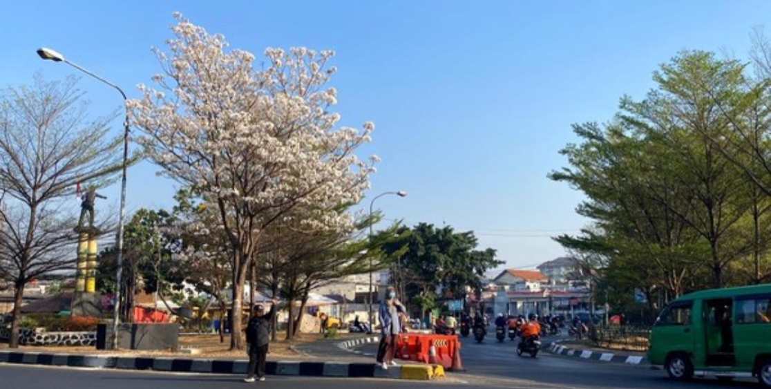 Tabebuya Putih Mekar Lebat di Bundaran Cibiru, Jadi Oase Visual di Tengah Padatnya Lalu Lintas