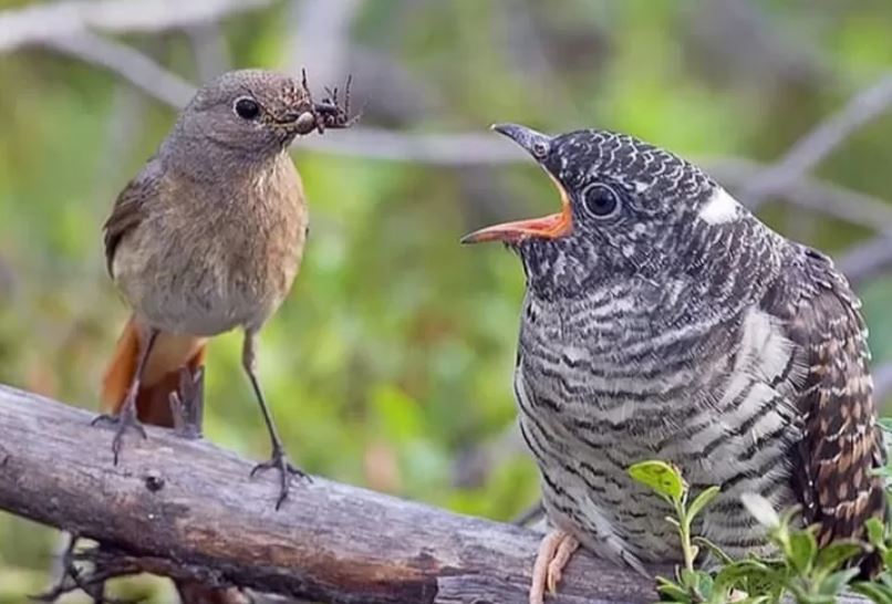 Tiga Burung Ini Memiliki Cara Unik dalam Mencari Makan, Ada yang Nyamar Jadi Anak Burung Lain Loh!