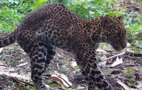 Dedi Mulyadi Buru Pemburu Liar yang Melukai Macan Tutul di Karawang Selatan