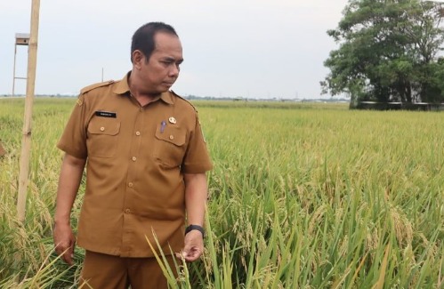 DPKP Karawang Optimis Capai Target Produksi Beras 1,1 Juta Ton di Tahun 2024