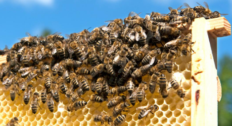 Gak Butuh Modal Banyak, 6 Langkah Budidaya Lebah Madu Unggul