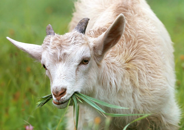 Bau Kambing Gak Masalah, Hilangkan Dengan Mudah Cara Ini Dipake di Restoran Besar, Simak atau Menyesal