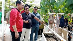 Melihat Kreativitas Petani Anggur Organik di Bekasi, Varietas Apa Saja?