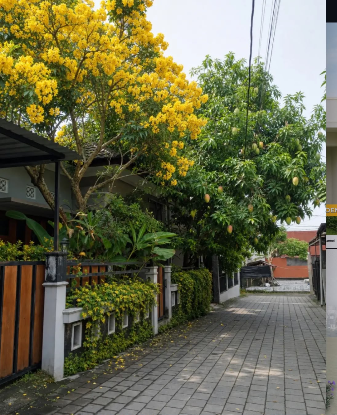 Perumahan Terlihat Gersang? Ini 5 Pohon yang Bisa Ditanam di Pot untuk Bikin Rumah Lebih Sejuk