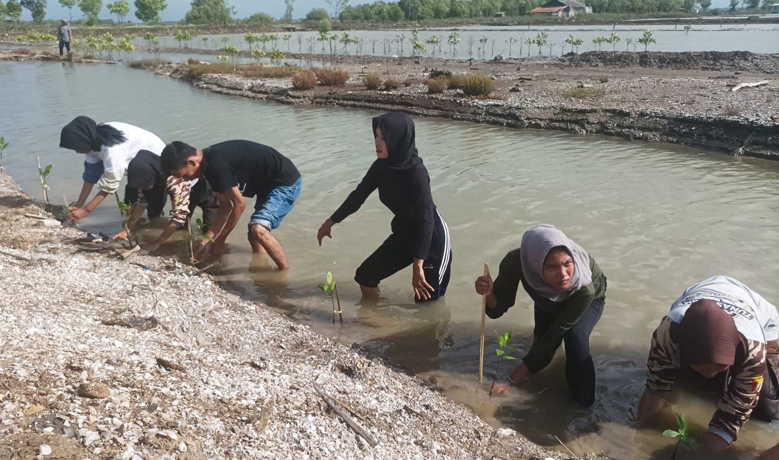 Jaga Kelestarian Lingkungan, Siswa PKBM Assolahiyah Tanam Mangrove di Tanjung Baru