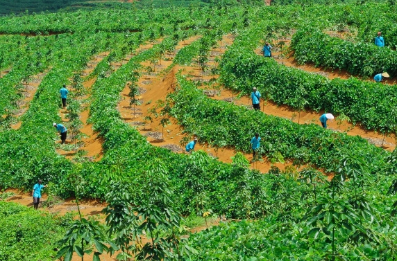 Perkuat Hilirisasi, PTPN I Regional 2 Bakal Replanting 14.000 Hektare