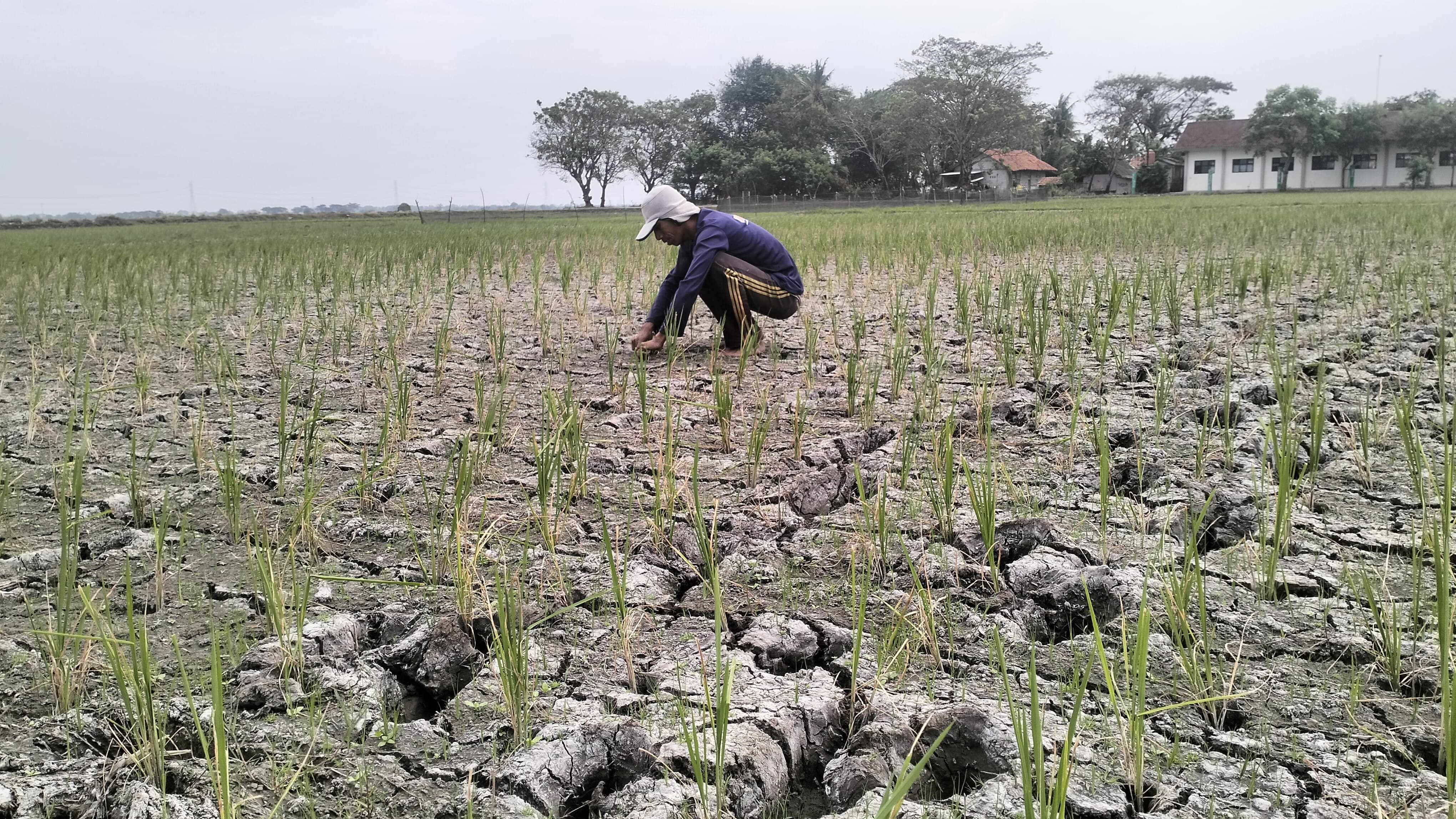 Lahan Persawahan di Kabupaten Bekasi Kekeringan, Ribuan Petani Cemas Karena Terancam Gagal Panen