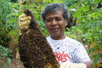 Berbeda Dengan Lebah Pada Umumnya, Begini Siklus Kehidupan Lebah Madu Uggulan