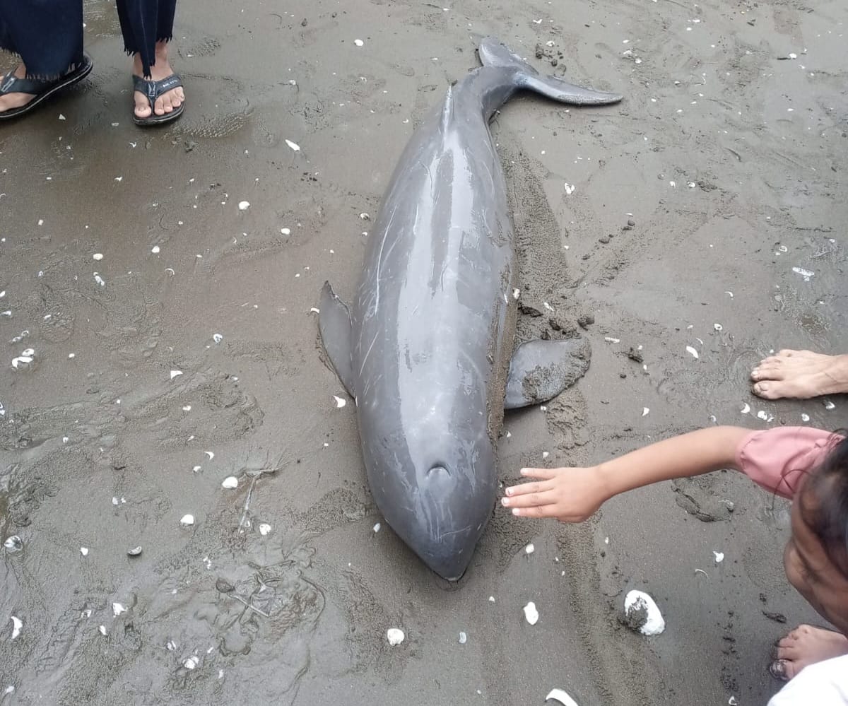 Pesut Mahakam Terdampar dan Mati di Pantai Tanjungpakis Karawang, Ini Kronologisnya