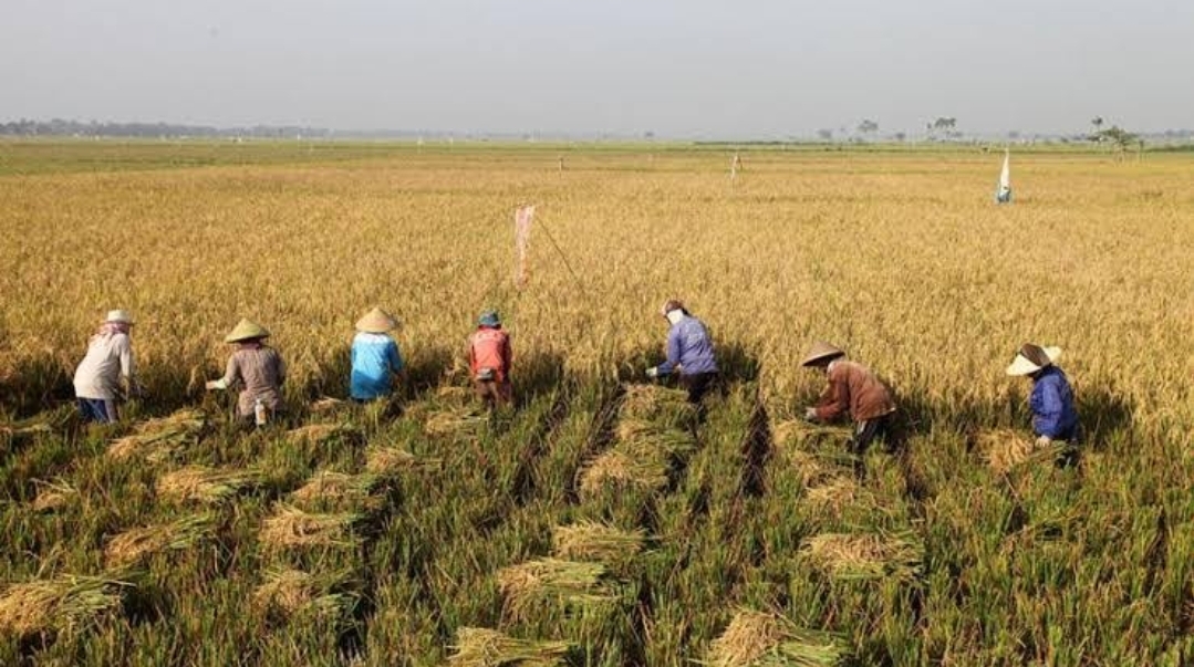 Ratusan Petani Karawang Bebas 100% PBB-P2, Total Keringanan Capai Rp49 Juta