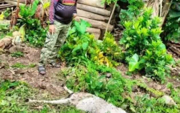 Ngeri! 2 Kambing Milik Warga Suoh Dimangsa Hewan Buas