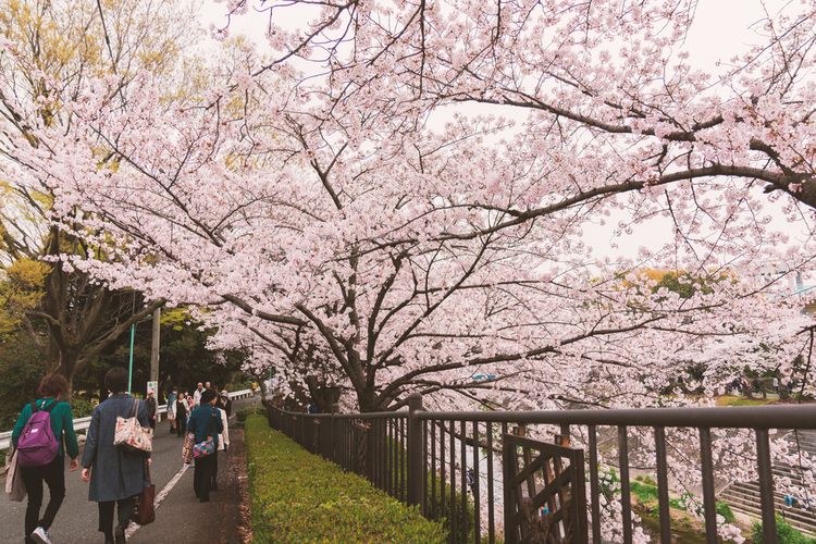 Bukan Hanya Uang, Inilah 10 Hal yang Perlu Kamu Perhatikan Jika Berlibur ke Jepang,