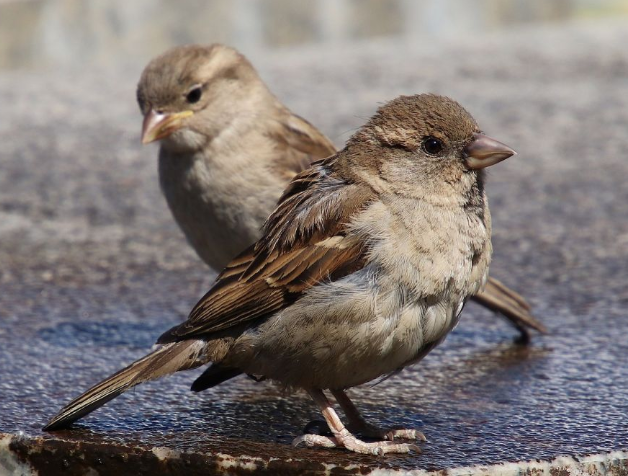 Diduga Suka Selingkuh, Berikut Fakta Menarik Tentang Burung Gereja