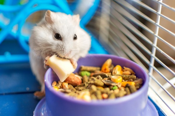 Kenari Sampai Bij Buncis, Berikut Rekomendasi Makanan Kaya Nutrisi Aman Dikonsumsi Hamster