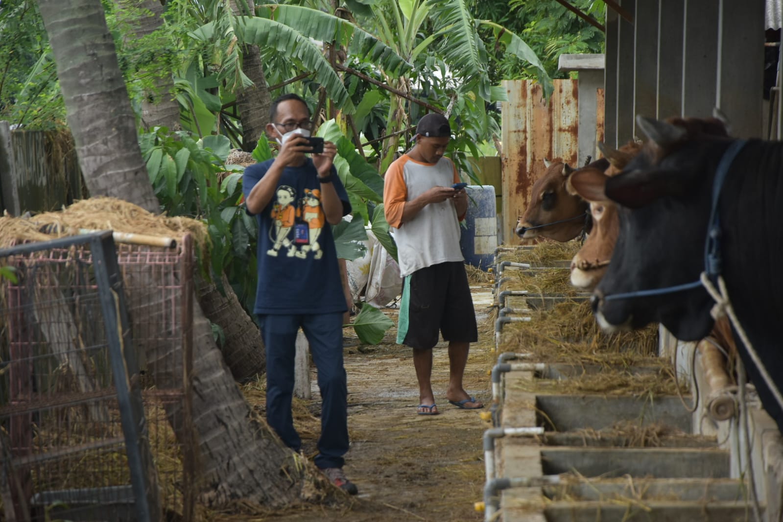 Wabah PMK di Kabupaten Bekasi: Peternak Sapi Terpuruk, Kerugian Capai 50%, Distan Ambil Langkah Pencegahan