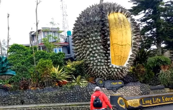 Kebun Durian Warso Farm Wisata Sambil Menikmati Aneka Jenis Buah Durian di Cijeruk Bogor