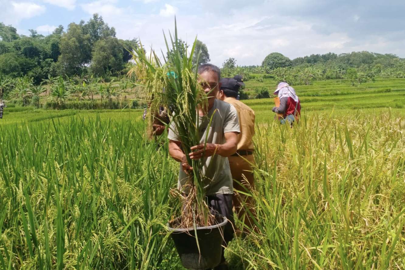 Bojongmangu Jadi Pusat Pengembangan Bibit Padi Merah di Bekasi, Ini Manfaat dan Sejarahnya