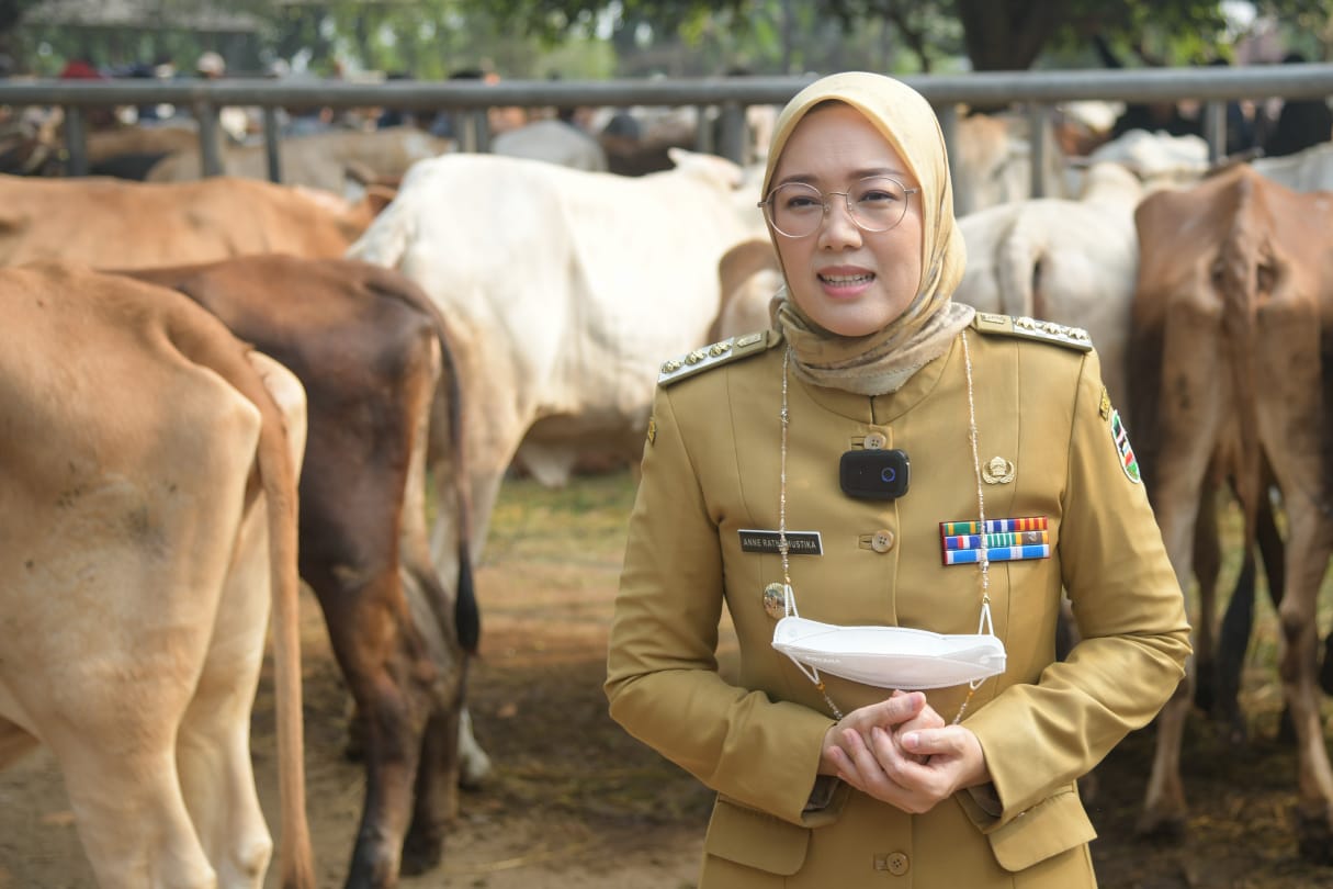 Ini Cara Bupati Purwakarta Ambu Anne Hewan Agar Kurban Idul Adha Aman Dikonsumsi dari Penyakit Lato-lato