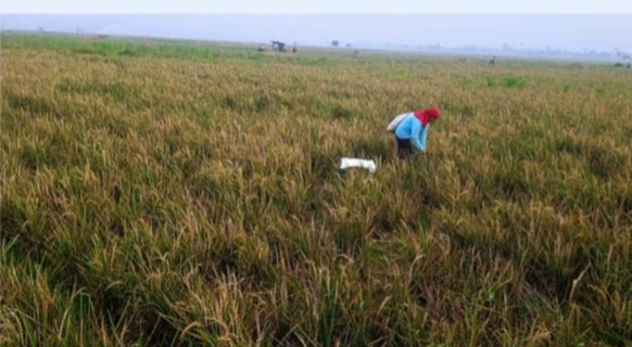 DPKP Karawang Terjunkan Pompa dan Ekskavator Atasi Kekeringan Sawah di Banyusari