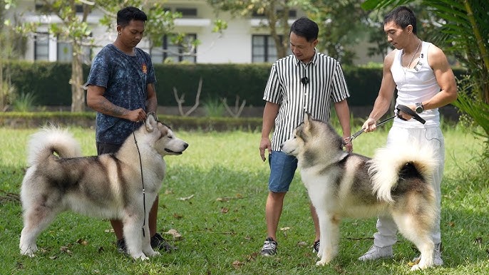 Perawatan Bulu Sampai Kandang Dingin, 7 Cara Simpel Merawat Anjing Alaskan Malamute Cocok Buat Para Pemula 