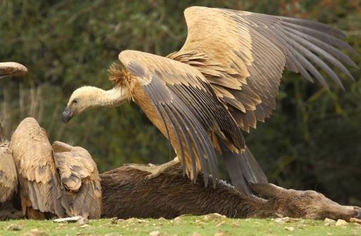 Bagaimana Cara Burung Nasar Menemukan Bangkai? Begini Caranya 