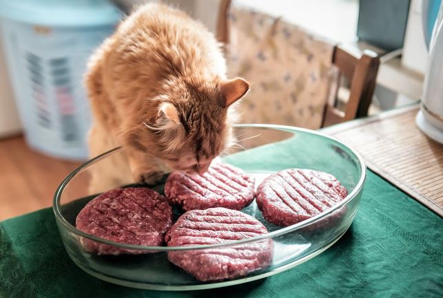 5 Rekomendasi Makanan Kucing Kampung agar Cepat Gemuk