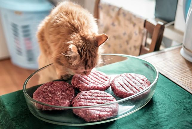 Apakah Kucing Boleh Makan Roti? Yuk Tengok Efek Samping dan Risikonya