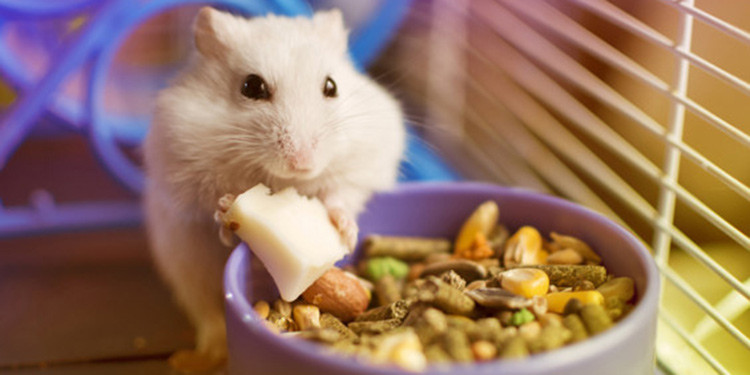 Tips & Trick Merawat Hamster Lewat Pola Makan dan Gerak 