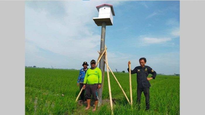 DPKP Karawang Bangun 40 Rumah Burung Hantu di Persawahan Tiap Kecamatan