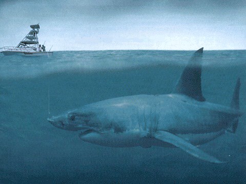 Telah Punah JutaanTahun Silam,15 Fakta Menarik Hiu Megalodon Sukses Bikin Kamu Bergidik Ngeri 