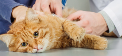 5 Gejala Umum Yang Jarang Disadari Ketika Kucing Peliharaan Mengalami Cacingan 