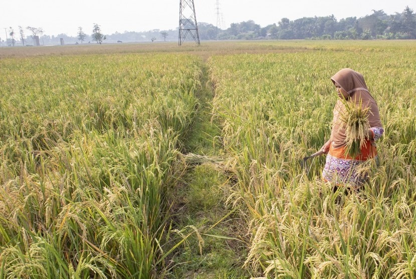 Dinas Pertanian Karawang Gelar Panen Padi dan Gerakan Tanam SALIBU di Cilamaya Kulon