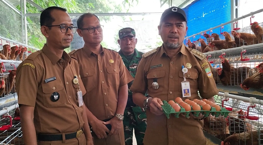 Program Ketapang Ayam Petelur Pemdes Serang Mulai Bertelur, Progresnya Capai 70 Persen