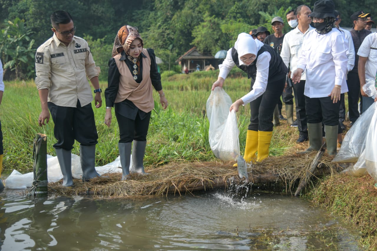 Sepekan Ini Sudah 800 Ribu Ikan Disebar ke Sembulan Situ se-Kabupaten Purwakarta, Ini Misinya...