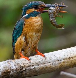 5 Fakta Unik Burung Cekakak, Si Raja Udang atau Kingfisher