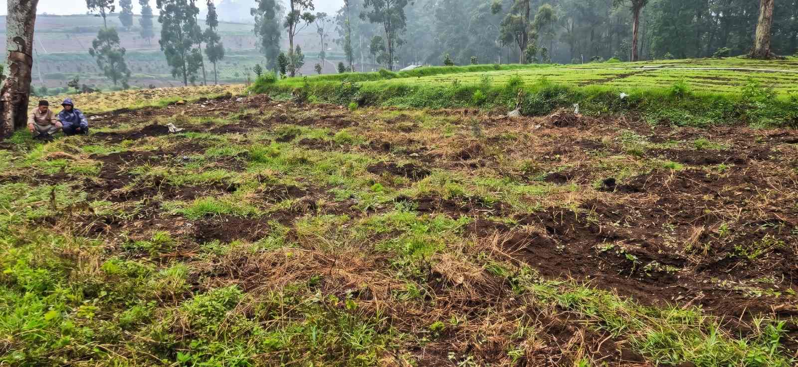 FKPPIB Desak Penegakan Hukum atas Dugaan Perusakan Kebun Teh PTPN I