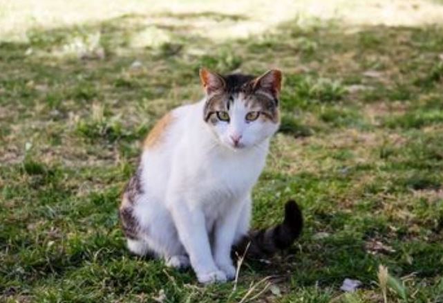 Pasti Berhasil! Begini 3 Cara Mencegah Kucing Liar Berak di Halaman Rumah Anda