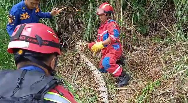 Dramatis, Evakuasi Ular Sanca Batik di Margahayu Kota Bekasi