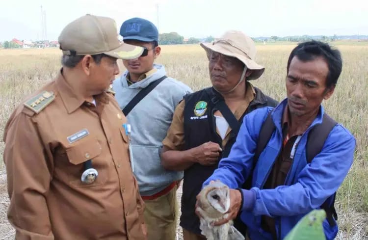 Sering Habiskan Tanaman Padi, Para Petani di Sukatani Gunakan Burung Hantu Untuk Basmi Hama Tikus