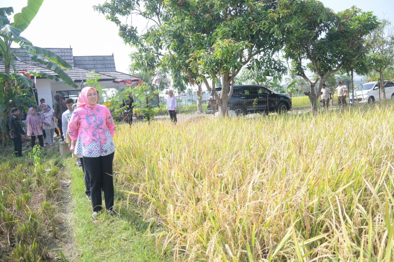 Purwakarta Sukses Panen Ribuan Ton Padi Nutri Zinc Anti Stunting, Ini Penampakannya.. 