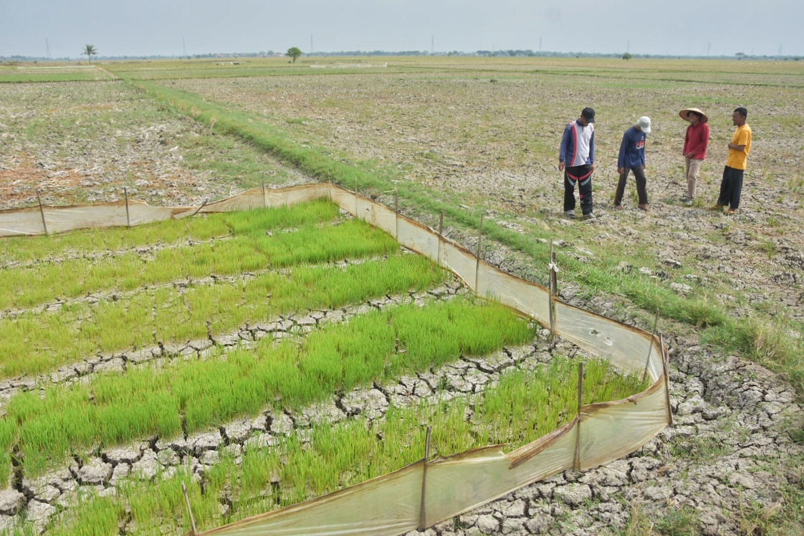 Saluran Irigasi Buruk, Para Petani di Kabupaten Bekasi Rugi Puluhan Juta Rupiah